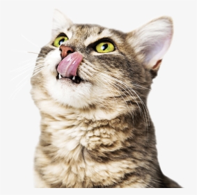 Hungry Cat And Dog, HD Png Download, Transparent PNG