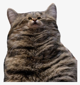 Cat Fatcat Tinyface Funny Cat Animal Fluffy Soft Cute - Cat, HD Png Download, Transparent PNG