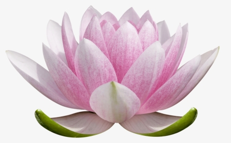 Transparent Lotus Flower Png, Png Download, Transparent PNG