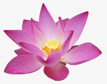 Lotus Flower Png - Цветок Лотоса Пнг, Transparent Png, Transparent PNG