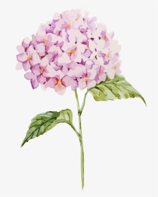 Transparent Hydrangea Clipart Free - Free Hydrangea Vector, HD Png Download, Transparent PNG