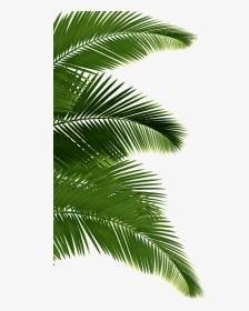 Palm Tree On The Left - Sabal Minor, HD Png Download, Transparent PNG