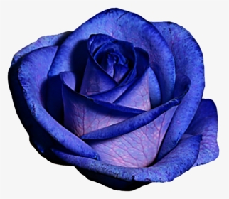 Blue And Purple Flower Clipart Clip Art Free Stock - Blue Rose, HD Png Download, Transparent PNG