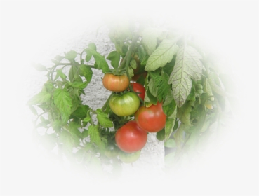 Mes Tubes Fruits Et Légumes - Plum Tomato, HD Png Download, Transparent PNG
