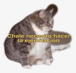 #fatcat - Hacer La Ejercitacion Meme, HD Png Download, Transparent PNG