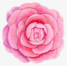 #piony #flower #flowerpower #pink #watercolor #watercolour - Japanese Camellia, HD Png Download, Transparent PNG