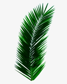 #plant #leaves #palm #tree #green #nature #aesthetic - Palm Tree Leaf Png, Transparent Png, Transparent PNG