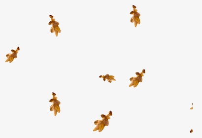 Free Falling Leaves Overlay, HD Png Download, Transparent PNG