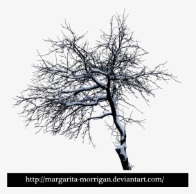 Winter Tree 2 By Margarita-morrigan On Deviantart - Oak, HD Png Download, Transparent PNG
