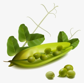 Free Vector Vegetables, HD Png Download, Transparent PNG