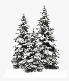 #tree #trees #christmas #christmastree #snow #winter - Snow Fir Tree Png, Transparent Png, Transparent PNG