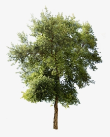 Mediterranean Trees, HD Png Download, Transparent PNG