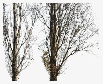 Populus Nigra Trees Transparent Png, Png Download, Transparent PNG