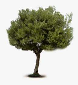 Olive Tree Png, Transparent Png, Transparent PNG