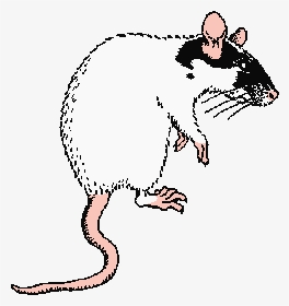 Evil Rat Clipart - African Pouched Rat Drawing, HD Png Download, Transparent PNG