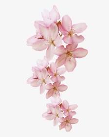 Flower Cherry Blossom Png, Transparent Png, Transparent PNG