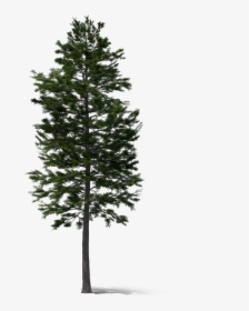Pine, HD Png Download, Transparent PNG