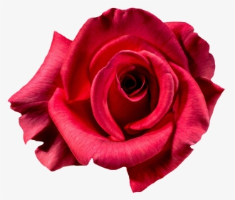 Red Rose Flower Top View Png Image - Top View Rose Tattoo, Transparent Png, Transparent PNG