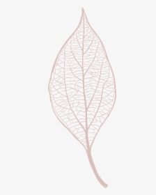 Illustration Leaf Png Vector, Transparent Png, Transparent PNG