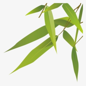 Bamboo Leaves Png - Feuille De Bambou Dessin, Transparent Png, Transparent PNG