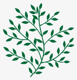 Leaf Branch Tree Bay Laurel Art - Leaves On A Branch, HD Png Download, Transparent PNG