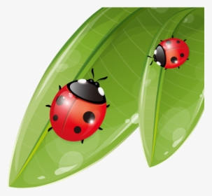 Transparent Lady Bugs Png - Ladybugs On The Leaf Clipart, Png Download, Transparent PNG