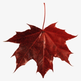 Maple Leaf Canada Clip Arts - Transparent Background Fall Leaf, HD Png Download, Transparent PNG
