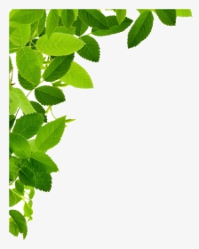 Corners Vector Leaf - Transparent Leaves Png, Png Download, Transparent PNG