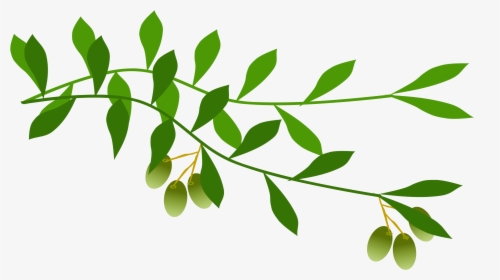Olive Branch Leaf Laurel Wreath Tree - Olive Branch Transparent Background, HD Png Download, Transparent PNG