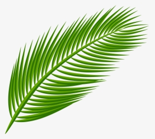 Palm Leaf Picture, HD Png Download, Transparent PNG