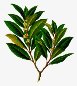 Bay Branch Edible Evergreen Food Herb Herbal - Laurel Bay Leaves, HD Png Download, Transparent PNG