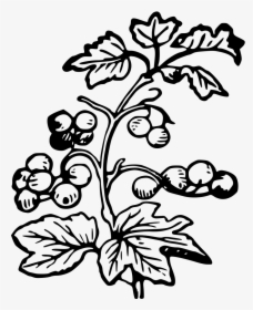 Branch And Berries - Berries Black And White, HD Png Download, Transparent PNG