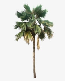 Transparent Palm Tree Great Looking Desert Plants Png - Palm Tree Png, Png Download, Transparent PNG