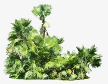 Tropical Plants Transparent Background, HD Png Download, Transparent PNG