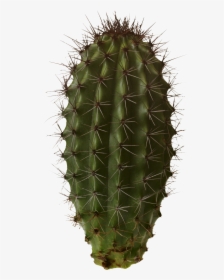 Cactus Png Png Image Blue Green And Magenta - Cactus Transparent Png, Png Download, Transparent PNG