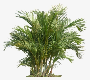 Desert-palm - Plant Png, Transparent Png, Transparent PNG