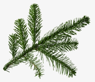 Png For Free - Pine Tree Branch Png, Transparent Png, Transparent PNG
