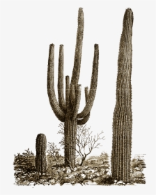 Cactus Png Photos - Desert Cactus Png, Transparent Png, Transparent PNG