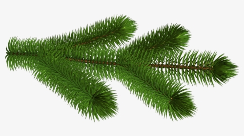 Pine Branches Png - Pine Tree Branch Transparent Background, Png Download, Transparent PNG