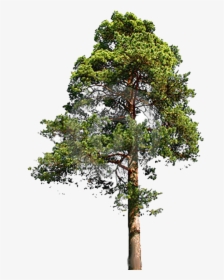 Tall Tree Png, Transparent Png, Transparent PNG