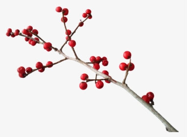Christmas, Deco, Berry Red, Branch - Christmas Berries Transparent Background, HD Png Download, Transparent PNG