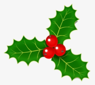 Image Of Christmas Holly - Holly With No Background, HD Png Download, Transparent PNG