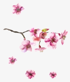Japanese Art Cherry Blossom Drawing - Drawing Japanese Cherry Blossom, HD Png Download, Transparent PNG