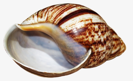 Shell, Snail, Achatina Fulica, Casing, Snail Shell - Caracoles Png, Transparent Png, Transparent PNG