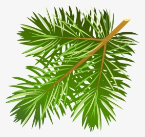 Transparent Tree Limb Png - Pine Tree Leaves Free, Png Download, Transparent PNG