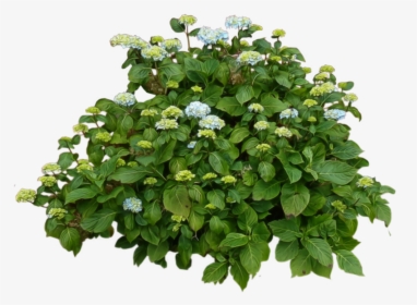 Hydrangea Clipart Bush - Lantana White Flower Png, Transparent Png, Transparent PNG