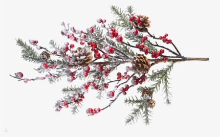 Branch With Frosted Red Berries And Pine Cones - Red Berries Branch Png, Transparent Png, Transparent PNG