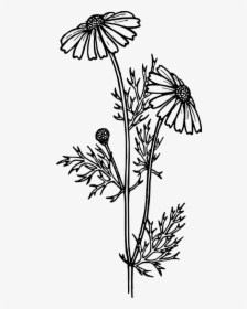 Perennials Black And White, HD Png Download, Transparent PNG