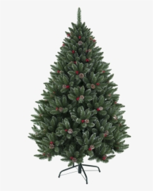 Christmas Tree Red Berry - Plain Real Christmas Trees, HD Png Download, Transparent PNG