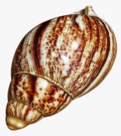 Shell, Snail, Achatina Fulica, Casing, Snail Shell - Giant African Snail Shell, HD Png Download, Transparent PNG